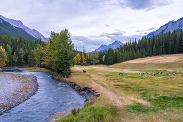 A herd of wild elk foraging and rest in prairie by the Bow river riverside at forest edge in autumn...