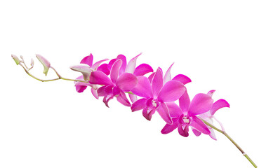 pink orchid flower isolated to PNG file