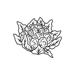 Beautiful realistic vector cauliflower with leaves in black on white background. Hand drawn vector sketch illustration in doodle engraved vintage line art style. Coloring book food ingredient