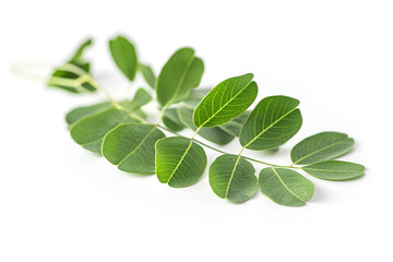 Fototapeta premium Green branch of barberry leaves, isolated on white background ,Spring with leaves of barberry ,moringa leave isolated on white background
