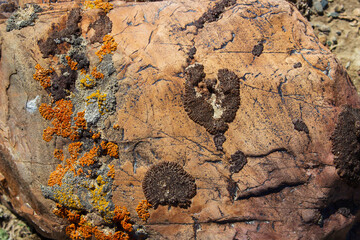 Close-up of colorful lichens on the brown stone. Natural rock background. Brown, yellow, orange and gray spots of lichens on rock