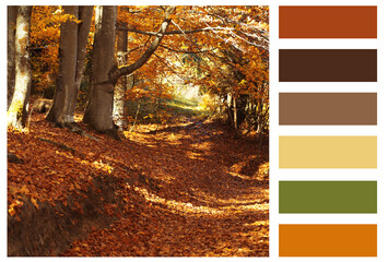 Shades of fall. Beautiful autumn landscape and matching color palette