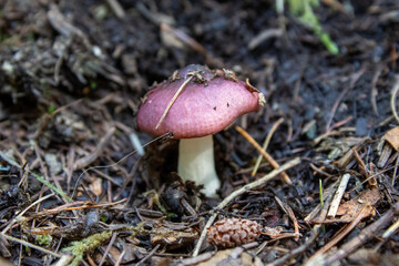 A purple-colored fragile brittlegill emerging from rich earthy forest soil in early September in Newfoundland, Canada.