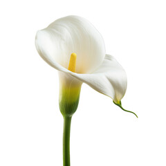 Single white calla lily flower with a bright yellow stamen blooms against a white background
