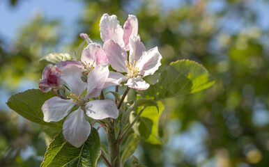Obraz premium Apfelblüte im Frühling