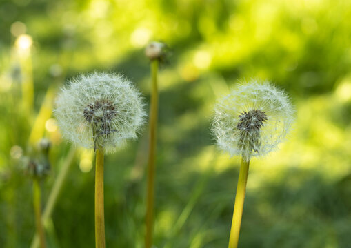 Pusteblumen