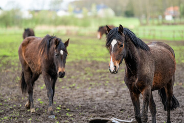 Obraz premium horse pony young 