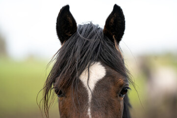 horse pony young 