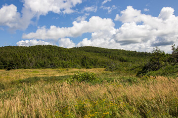Newfoundland wetland with grass and many trees in the background. Blue sky with fluffy clouds.