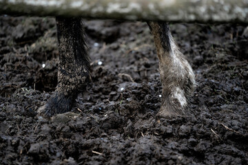 horse standing in the mud muddy winter dirt sand 