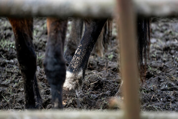 horse standing in the mud muddy winter dirt sand 