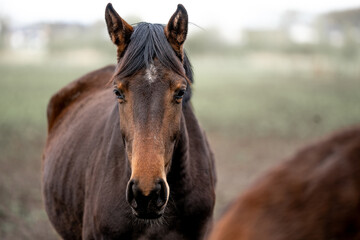 Obraz premium horse equine in the pasture winter 