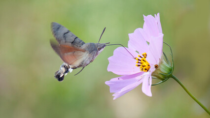butterfly on a flower