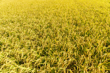 お米・収穫間近の田園風景
