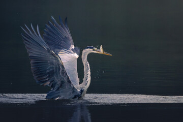 Grey heron (Stârc cenușiu)