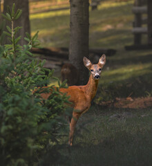 deer in the forest