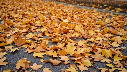 With the arrival of autumn, fallen leaves are scattered on the ground.