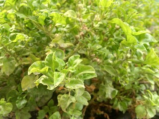 a green plant with small leaves