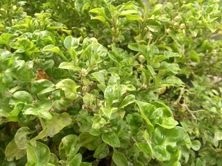 a green plant with small leaves