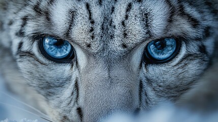 snow leopard staring into the wilderness, offering a powerful glimpse into the eyes of one of the...