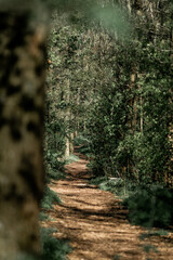 footpath in the woods pathway path green forest