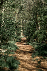 footpath in the woods pathway path green forest
