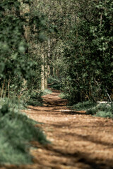 footpath in the woods pathway path green forest