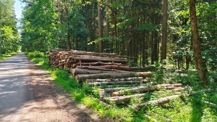 A pile of spruce, pine and birch logs intended for industrial processing was formed on a grassy forest edge by the side of an asphalt road after sanitary logging. Sunny summer weather and shadows