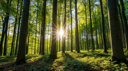 Sunlit Forest Serenity, tranquil woodland scene with trees bathed in golden light, leaves shimmering, creating a peaceful atmosphere beneath the canopy of nature.