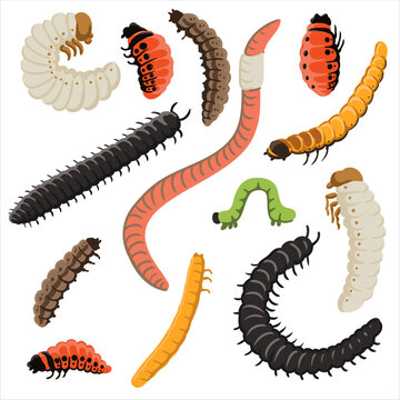 vector drawing larves and worms isolated at white background, garden pests, hand drawn illustration