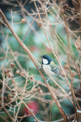 街中のシジュウカラ