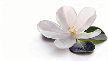 Delicate White Flower with Green Leaves on White Background