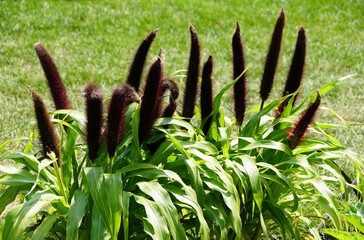 The dark upright flower of Jade Princess Ornamental Millet with the scientific name Pennisetum...