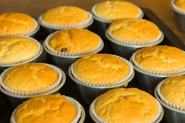 Group photo of muffins fresh from the oven.