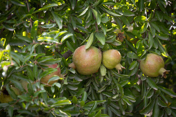 fruits, grenades sur des branches 