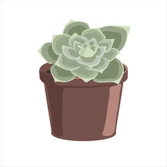 vector drawing house plant in pot, Echeveria plant, succulent isolated at white background, hand drawn illustration