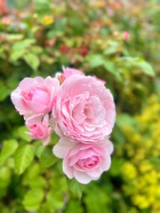 Pink Rose