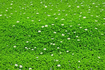 colorful flowers and plants abstract patterns backgrounds