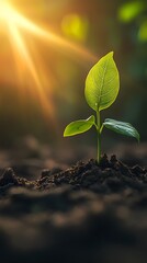 The sprout of life is growing in the soil, symbolizing a new beginning and growth