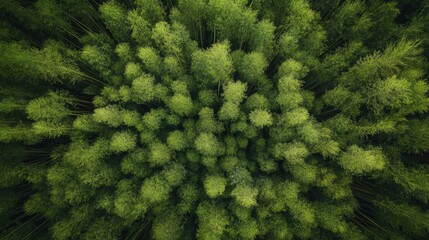 A birds-eye view of a dense bamboo forest, with the tall stalks forming a natural green maze below, blending into the landscape.