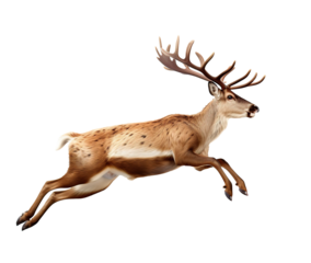 Santa's reindeer as element on transparent background
