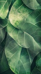 Obraz premium Close-up view of lush green leaves showcasing intricate textures and natural beauty. Perfect for nature-themed projects.