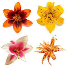 Collection yellow, pink and orange lily flower isolated on white background