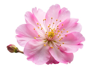 Obraz premium pink sakura flower isolated on white background