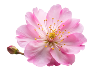 pink sakura flower isolated on white background
