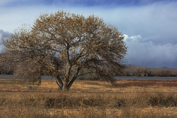 Landscape of tree, water, and sky at New Mexico wetlands sanctuary, Bosque del Apache National Wildlife Refuge in rural Socorro County