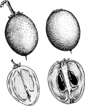 Chiku elements. Sapodilla naseberry pouteria engraving fruits. Vector botanical design of exotic tropical fruit
