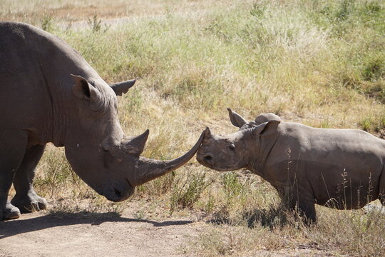Petit Rhino rencontre grand Rhino