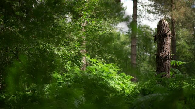Beautiful static woodland scene with a broken fallen tree and foreground leaf movement