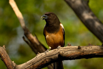 Rufous Treepie in a branch